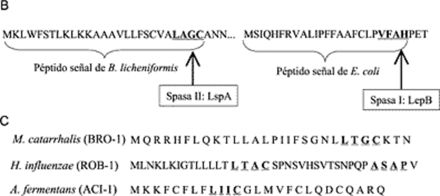 Secuenciación del genoma Haemophilus influenzae