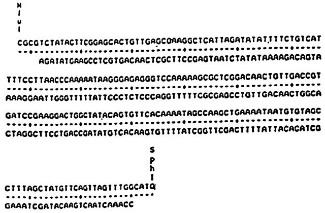 Secuenciación del genoma vivo de Saccharomyces cerevisiase