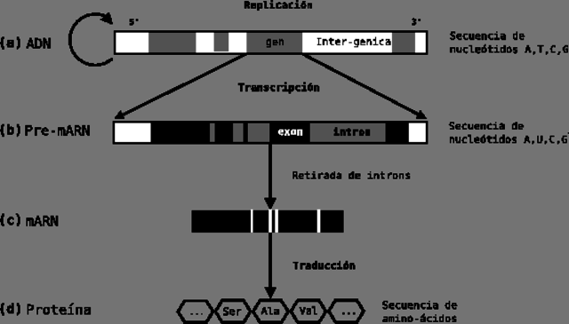 Secuenciación de eucariota multicelular