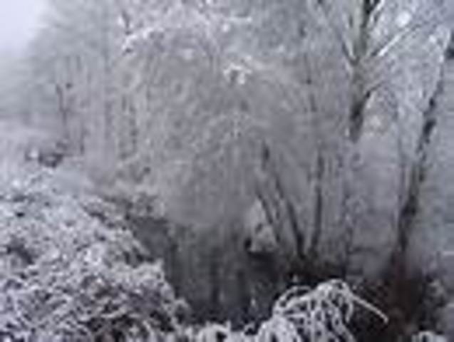 Florida's Great Freeze