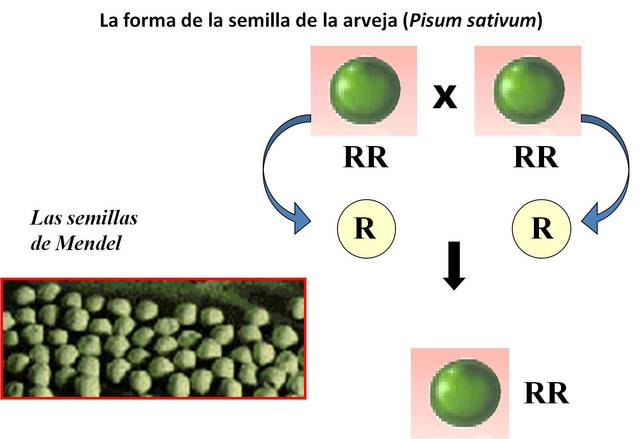 Publicación del artículo de Gregory Mendel Experimentos sobre hibridación de plantas.