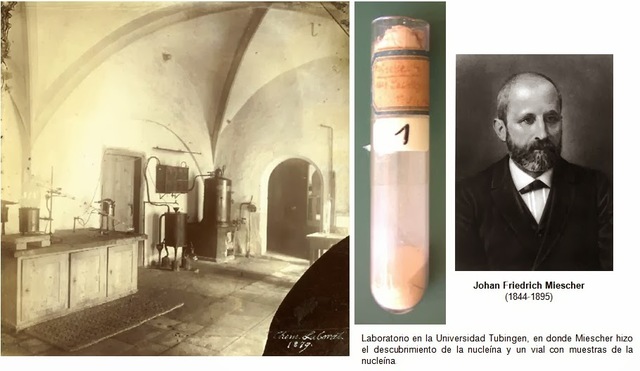 Friedrich Miescher descubre lo que hoy se conoce como ADN.