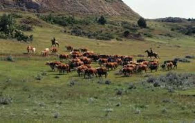 cattle drives
