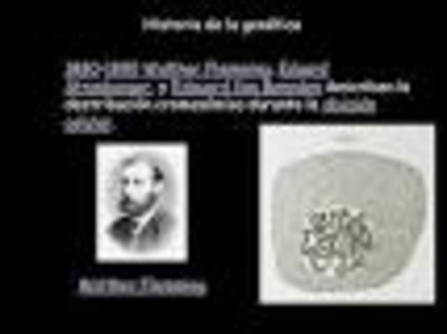Walther Flemming, Eduard Strasburger, y Edouard Van Beneden describen la distribución cromosómica durante la división celular.