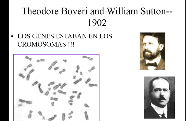 3 Walter Sutton establece la hipótesis según la cual los cromosomas, segregados de modo mendeliano, son unidades hereditarias