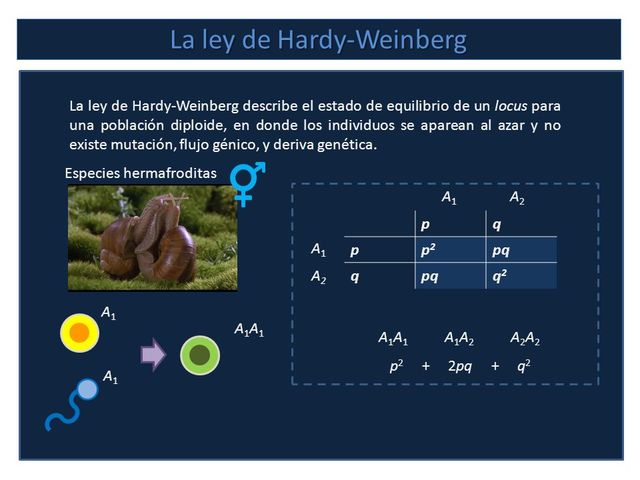 Ley de Hardy-Weinberg