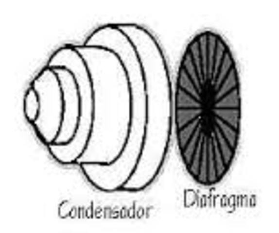 Evolución (1854-1860)