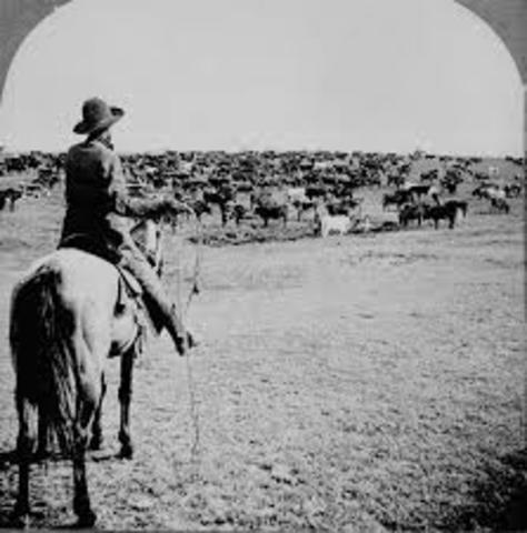 Cattle Drives