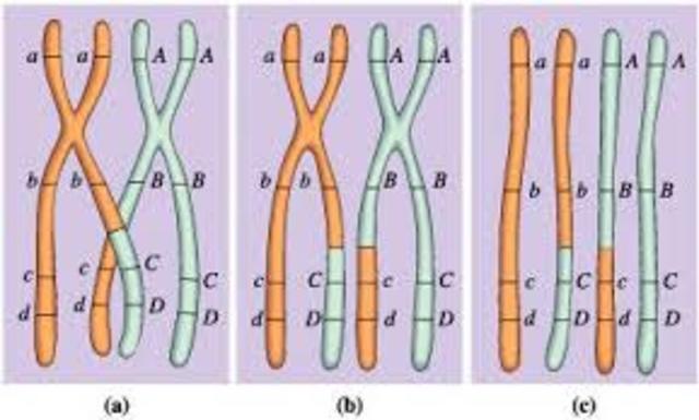 El entrecruzamiento cromosómico se identifica como la causa de la recombinación genética
