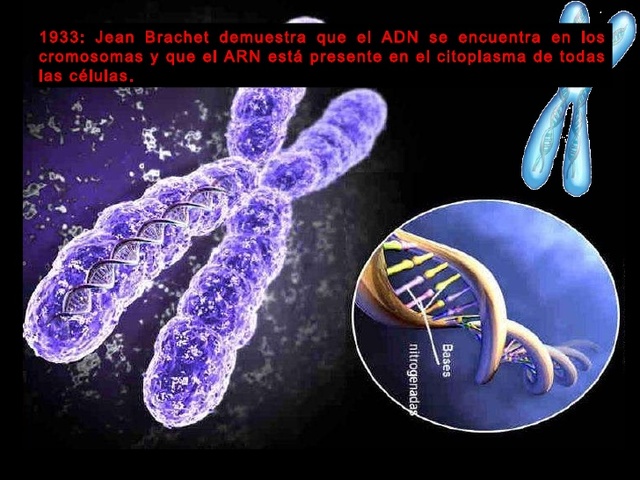Jean Brachet demuestra que el ADN se encuentra en los cromosomas y que el ARN está presente en el citoplasma de todas las células