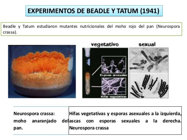 Edward Lawrie Tatum y George Wells Beadle muestran que los genes codifican las proteínas