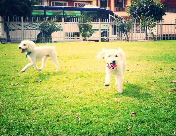 llego las mas hermoso de su vida !! DOGS!!
