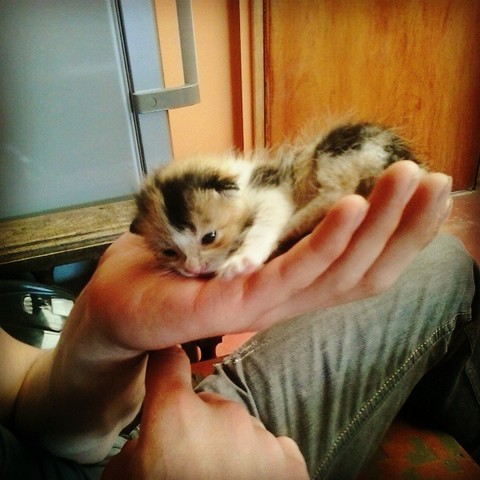 Adopción de la gatita