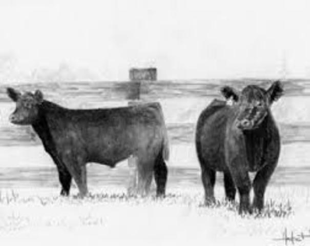 The first time I showed a cow