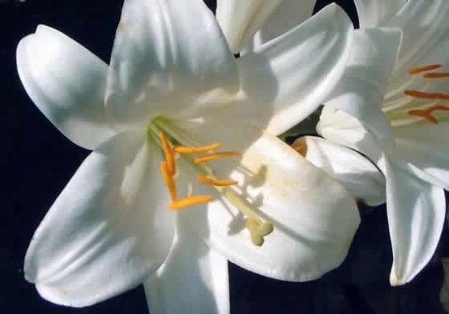 Tu me quieres blanca