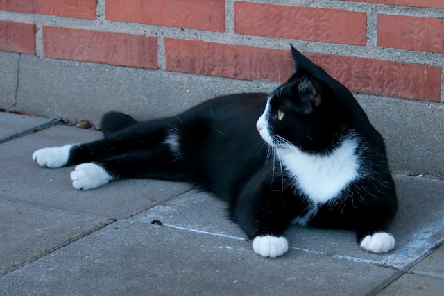 En kat kommer for føste gang. Nu kommer den ca. hver dag