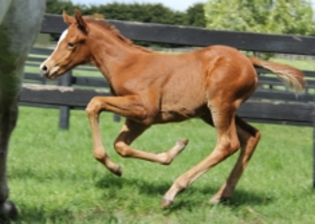 Phar lap was born in Timaru, New Zealand