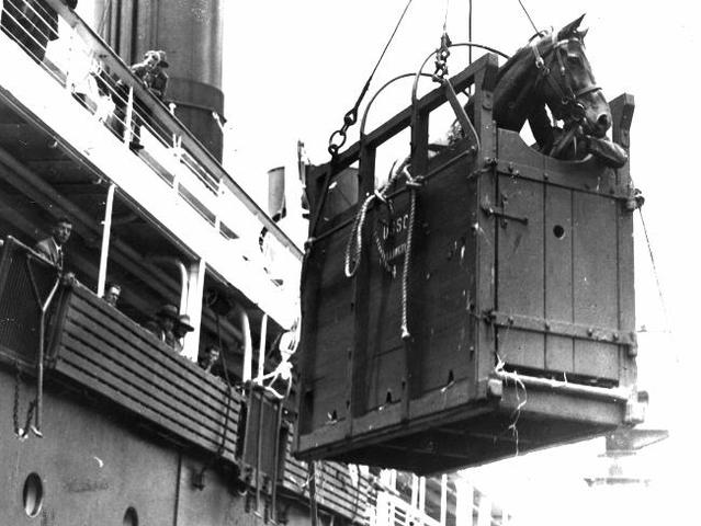 Listed for the Trentham sales and bought by Harry Telford