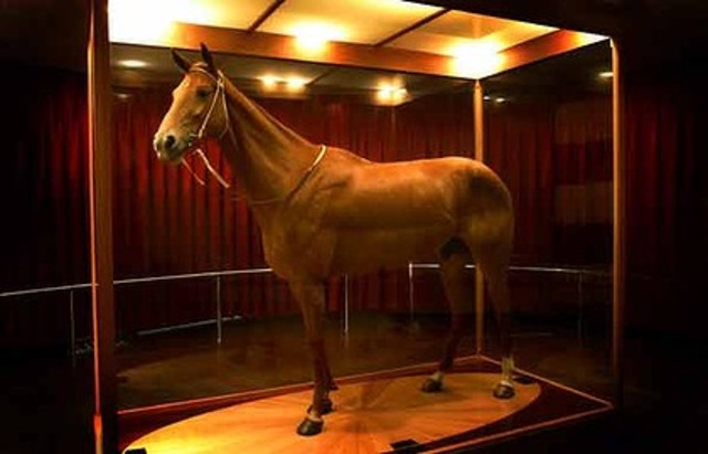 Confirmed that Phar Lap had died of arsenic poisoning