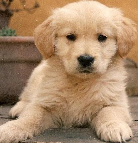 Tuvo su primer mascota; una perrita llamada Manchas.