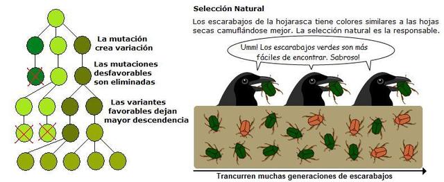 La descendència humana i la selecció sexual