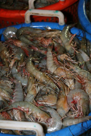 Lousiana declares state of emergency