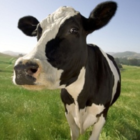 The day I won State Fair