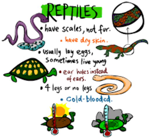 What do we know about Reptiles?