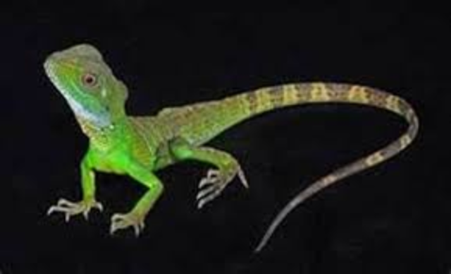 What else do I want to know about reptiles?