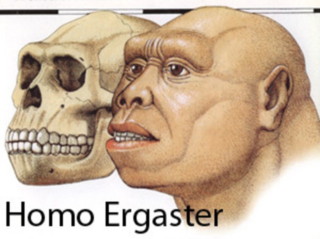 Homo ergaster