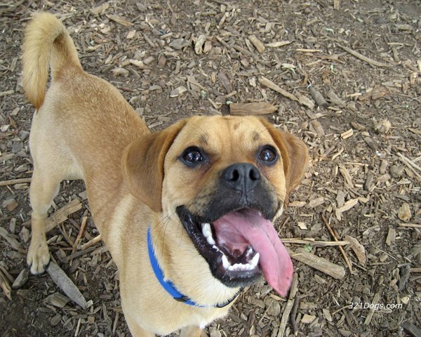 We got our first inside dog