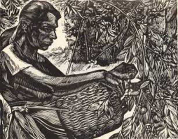 Café en Santa Marta