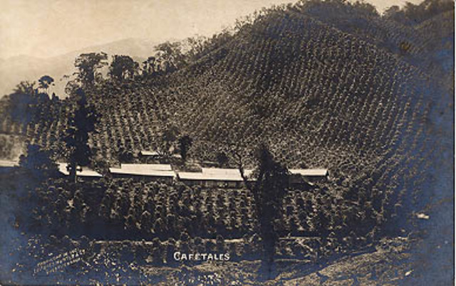 Cultivado el café ppr grandes hacendados