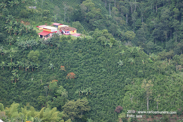 Primeros cafetales grandes en Caldas