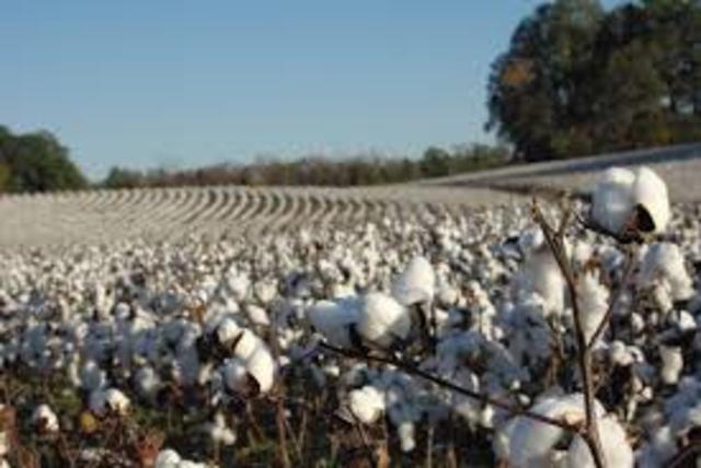 Cotton was a cash crop