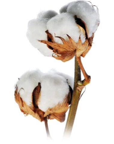 Eli Whitney makes cotton big!