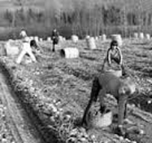 New federal law sanctions growers