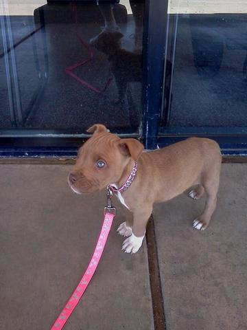 Got my own dog Yoshi