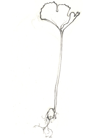 Matthias Schleidon stated that "All plants are made of cells"