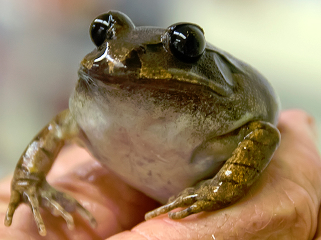 Frogs are cloned. First offical cloned animal