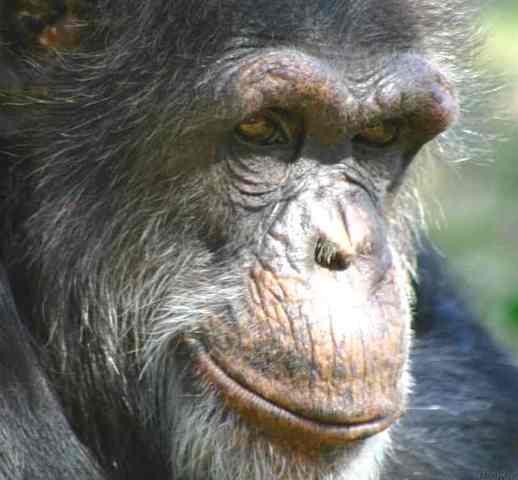 Chimp Genome