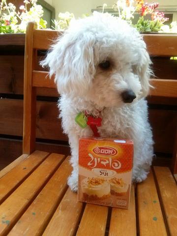 לקחתי כלבה חדשה