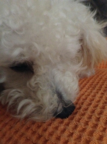 כלבתי נולדה