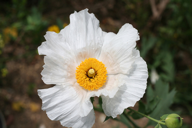 The Nymph's Reply to the Shepherd