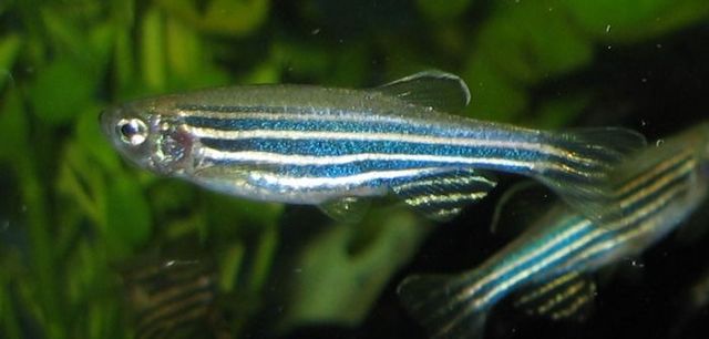 Zebrafish Genome