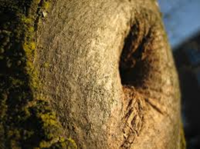 Scout and Jem Find Presents