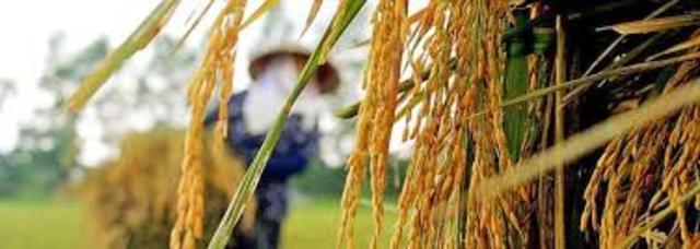 Mapa completo del genoma de una planta comestible: