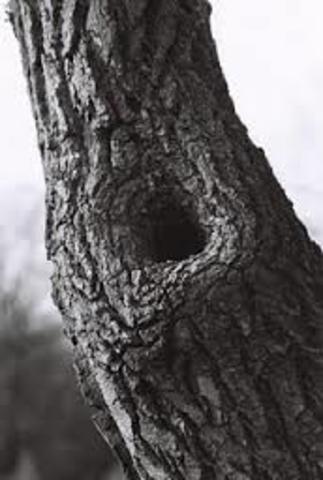 Scout and Jem find a knot hole