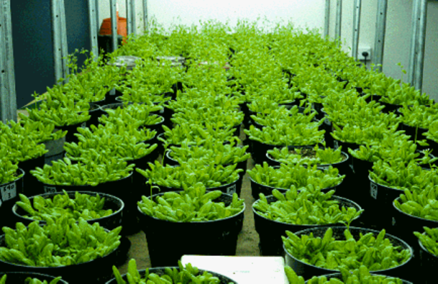 Arabidopsis Genome