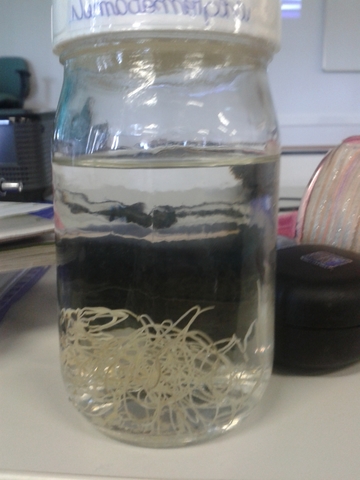 Apresentação de trabalho